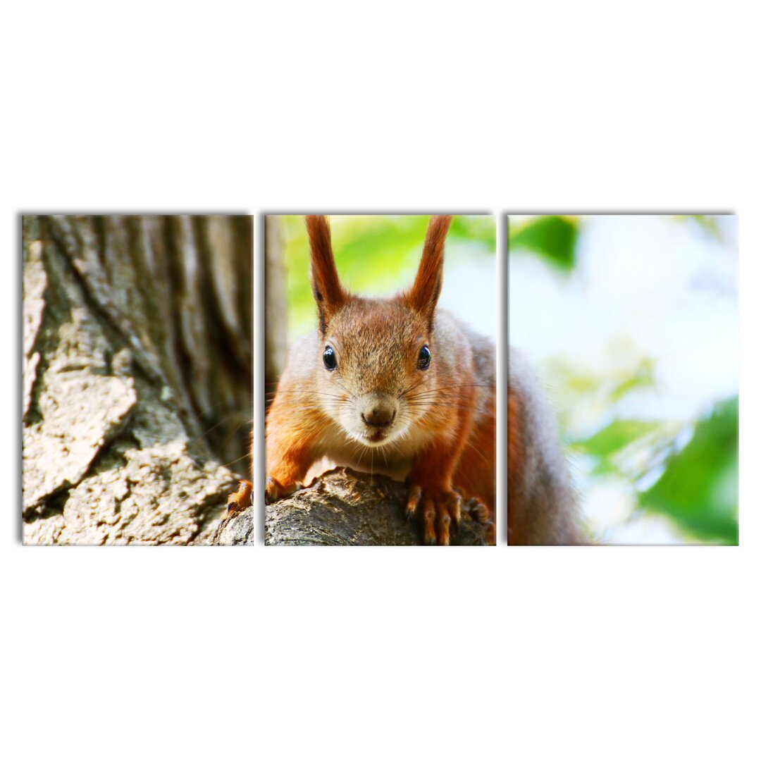 3-tlg. Leinwandbilder-Set Eichhörnchen auf dem Baum