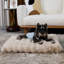 Dog Bed-1883169300-1883169294