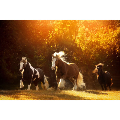 Horse Motion V