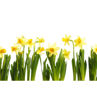" Narcissus Isolated On White "