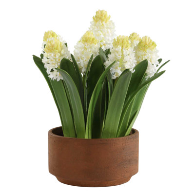 Hyacinthe en pot Uttermost Sincerity