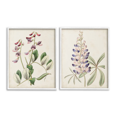 " Foxglove Latin Studies Single Picture Frame " by Ridgeway 2 - Pieces on Canvas