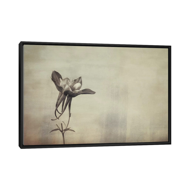«Columbine», reproduction d'impression sur toile, H 18 po x l 26 po x P 1,5 po, Toile avec cadre noir, Pas de tapis