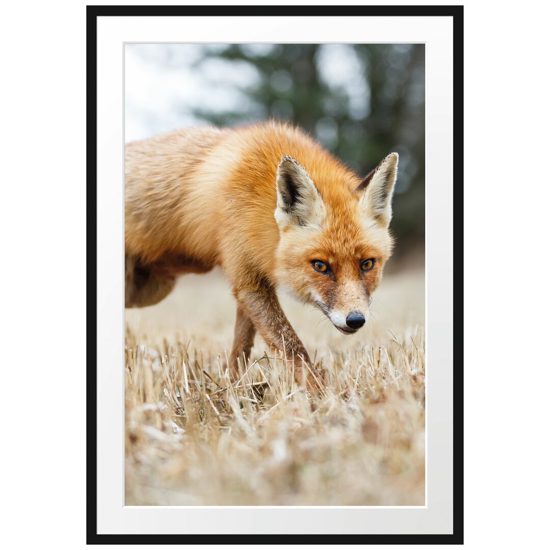 Gerahmtes Poster Schöner Fuchs