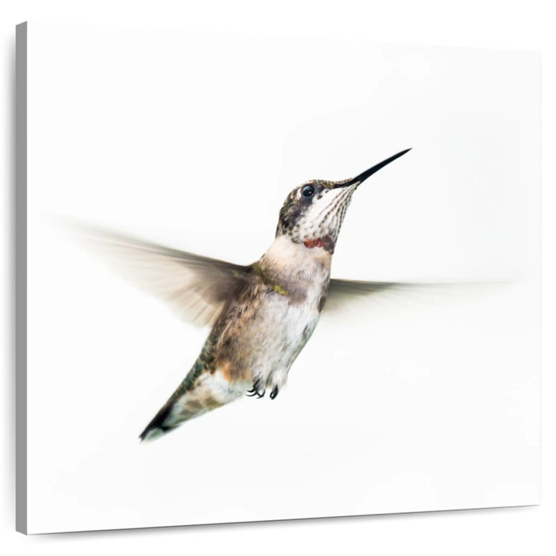Crowle petit colibri