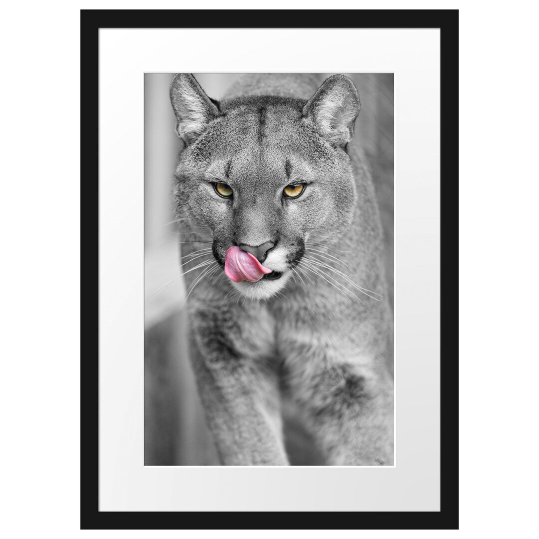 Anmutiger Puma Gerahmter Fotokunstdruck Poster