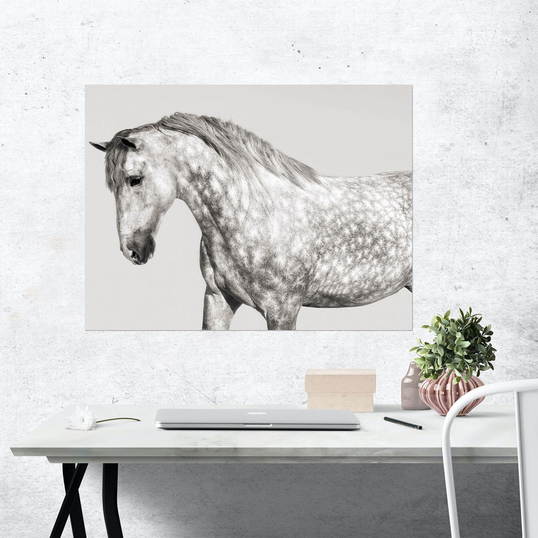 Poster Leia, Andalusian Pony von Pangea Images