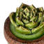 Figurine en céramique Echeveria-1695784436
