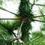 6.89' H Artificial Christmas Tree