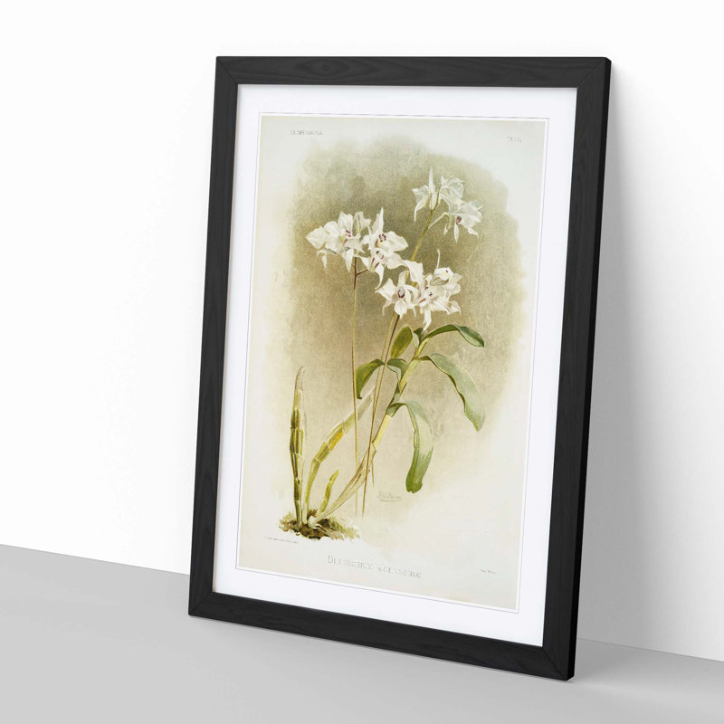 Magnolia Flowers Illustration Tab. 61 by Frederick Sander - Picture Frame Painting Print, 91cm H x 60cm W x 2cm D, Black