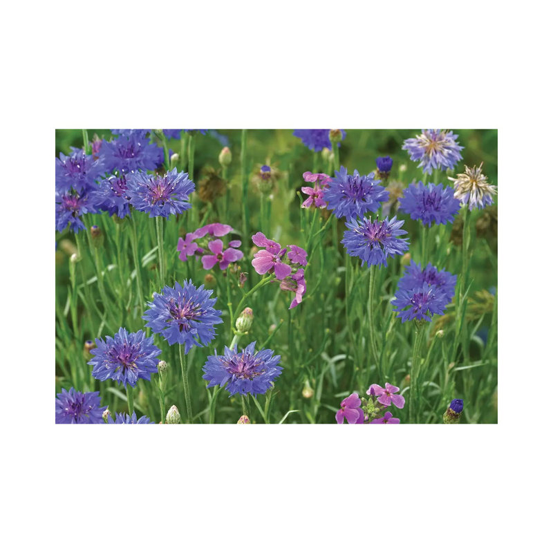Cornflower And Pointed Phlox Blooming In Grassy Field, North America by Tim Fitzharris - Wrapped Canvas Print