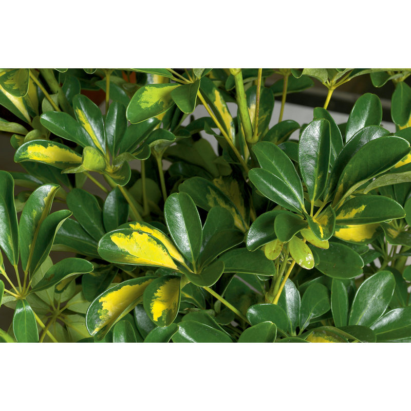 Schefflera Capella in Nursery Pot