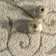 Pipers Contemporary Shag Performance Cream/Beige Rug