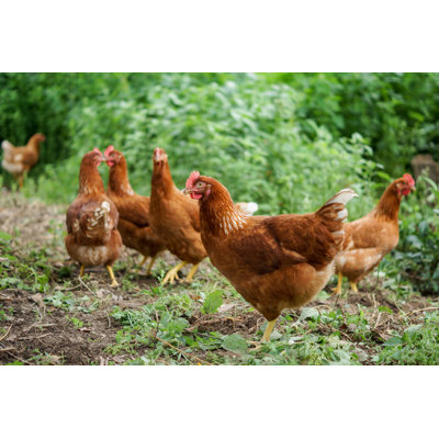 " Happy Hen " by Acm1988