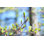 Spring Buds by Borchee