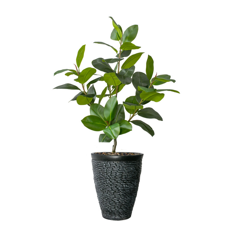 64'' Faux Rubber Plant Plant in Fiberstone Planter