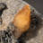 Golden Calcite On Sphalerite Matrix