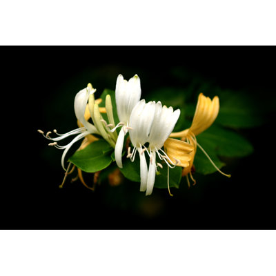 Mikolas Honeysuckle Blossoms - Wrapped Canvas Print