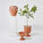 Villa Limone Urn-Terracotta