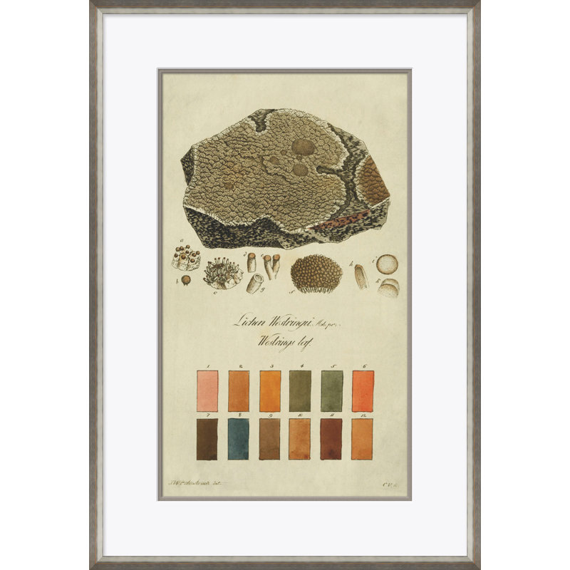 Lichen Studies, John Peter Westring, 1808 Giclee Print by Paul Cezanne