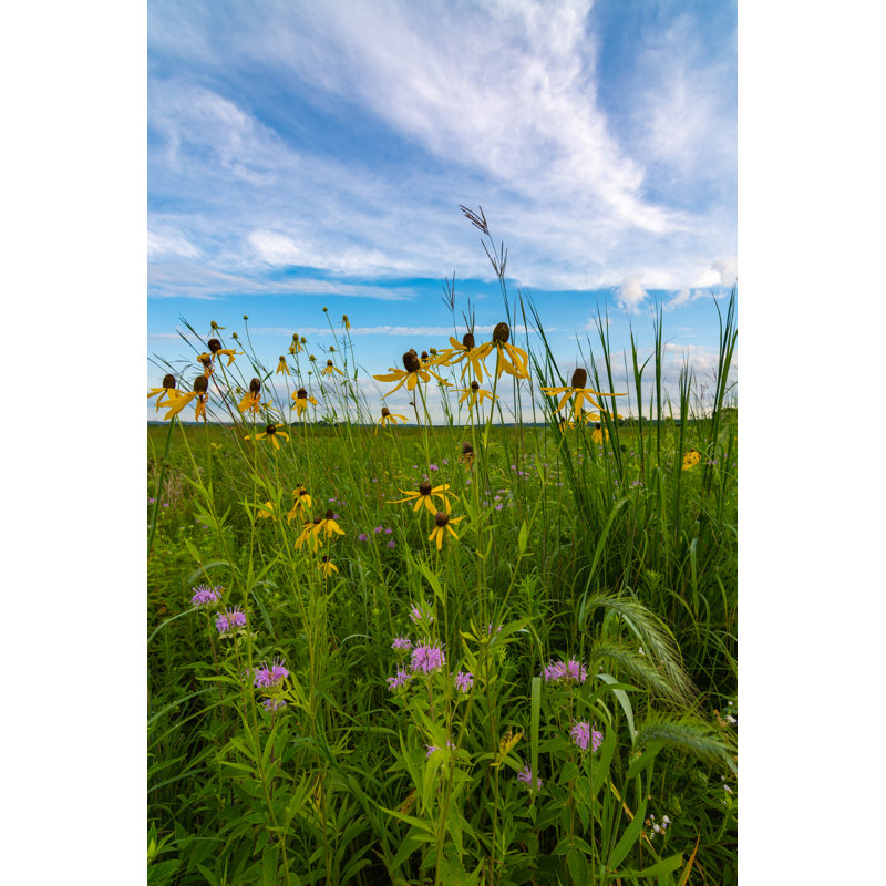 Blooming Yellow Pinnate Prairie Coneflowers by Ej Rodriquez - Wrapped Canvas Print, 46cm H x 30cm W x 3.8cm D