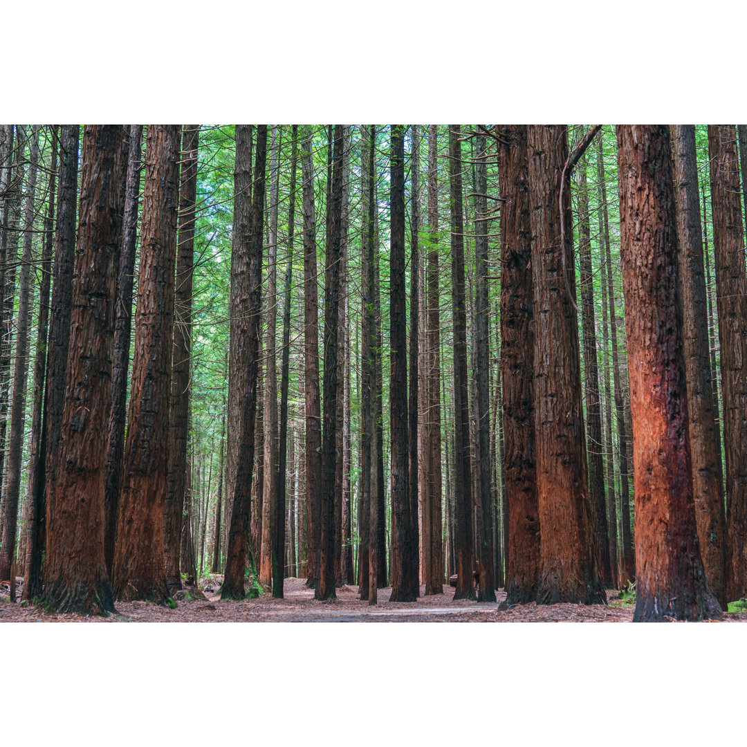 Redwood Trees von Kaz_c - Kunstdrucke auf Leinwand