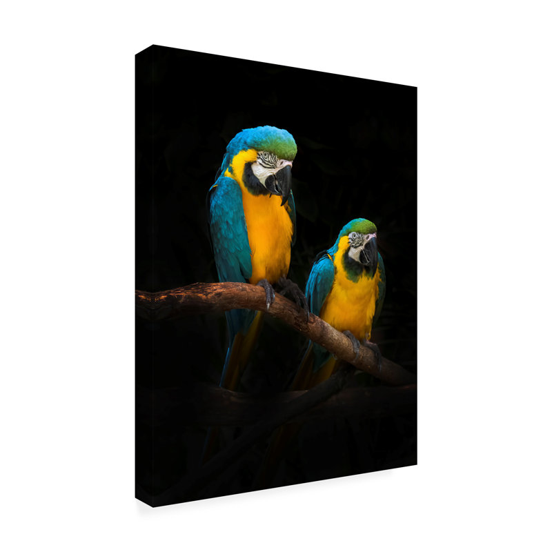 Perroquets ara modernes et contemporains sur toile, H 19 po x l 14 po x P 2 po