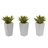 Mini Agave Plant with Planter