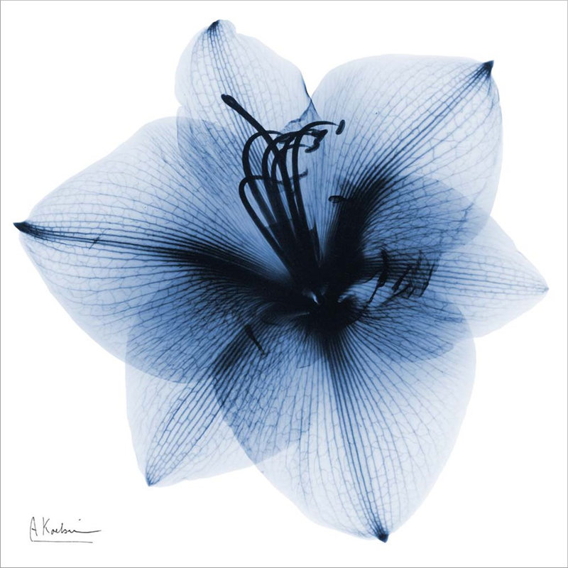 «Indigo Amaryllis 1» par Albert Koetsier, reproduction sur toile tendue