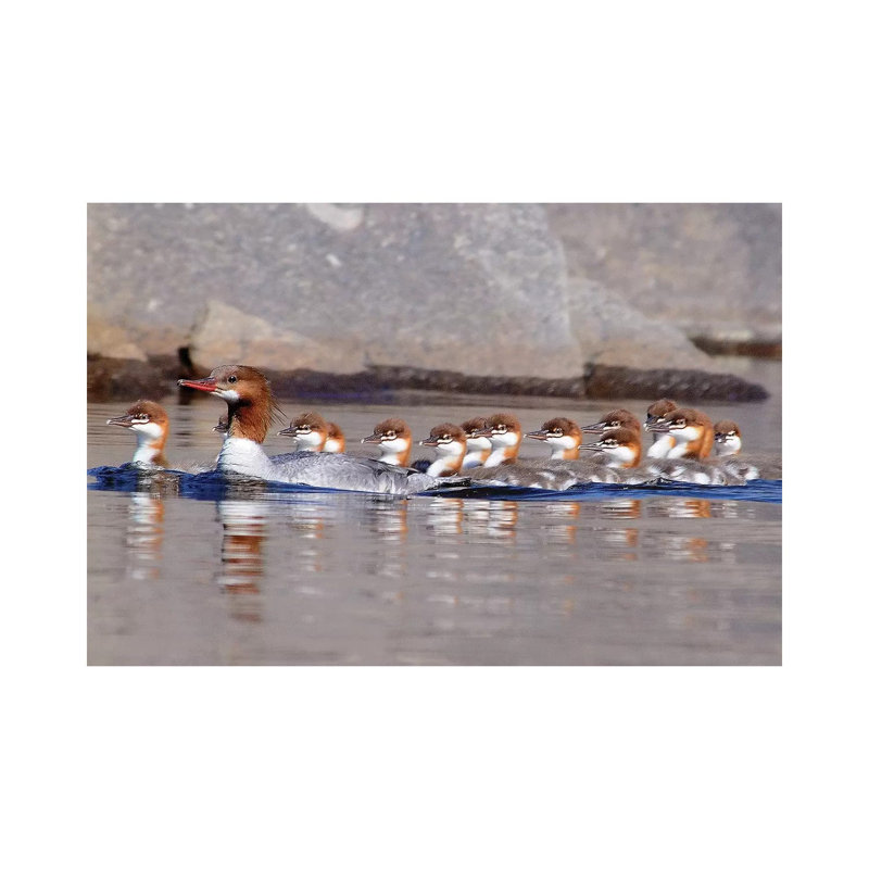 Merganser And Chicks by Brian Wolf - Wrapped Canvas Print, 20.32cm H x 30.48cm W x 1.91cm D