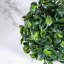 Topiaire buis ball plante-837145907