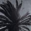 Silver Leaf Palm Tree B Print