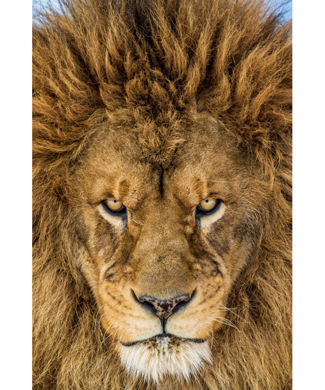 1 Piece Wrapped Canvas Wall Art, 121.92 cm H x 81.28 cm W