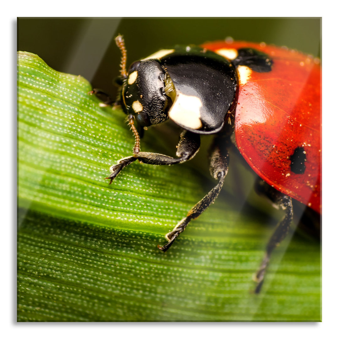 Glasbild Ladybird Close-up