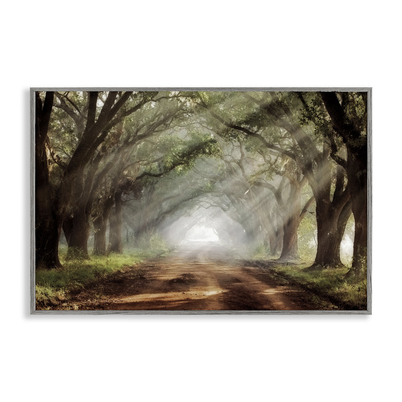 Giclée encadrée Sunlit Evergreen Grove, design par Mike Jones, Estampe numérique Farmhouse, H 12 po x l 18 po