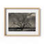 Baum Im Winter Print by Joseph Regan-66911026-66911029
