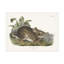  Art mural sur toile "Wild Apple Portfolio Cottage Hare I"-101099482