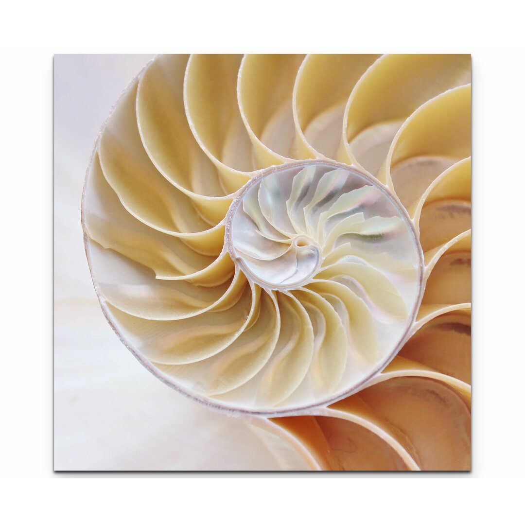 Leinwandbild Nautilus Muschel