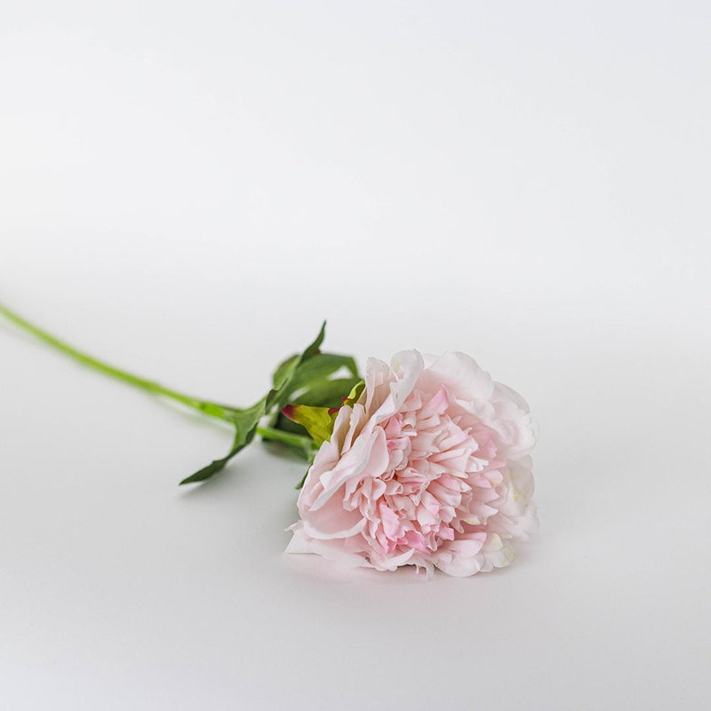 Tige de pivoine rose, Rose