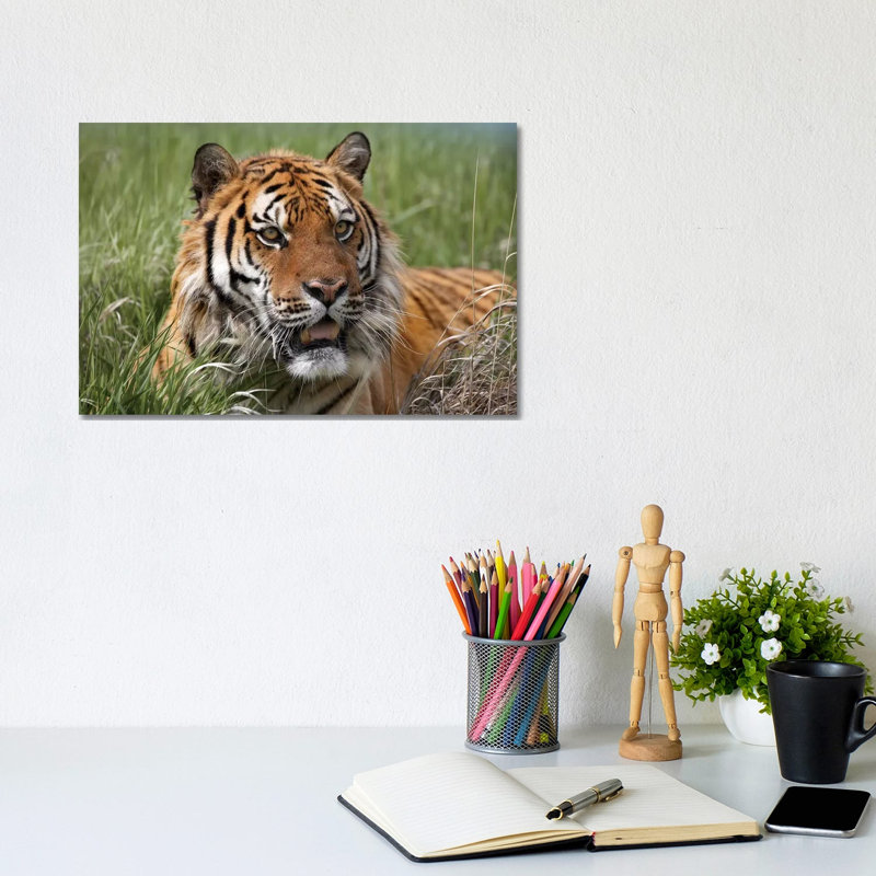 Siberian Tiger Portrait, Endangered, Native to Siberia I 1 Piece Wrapped Canvas Wall Art, 20.32 cm H x 30.48 cm W
