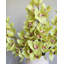Vert cymbidium orchidée 41,5 po
