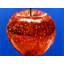 Big Apple Print by Tom Blood-71199496-71199497