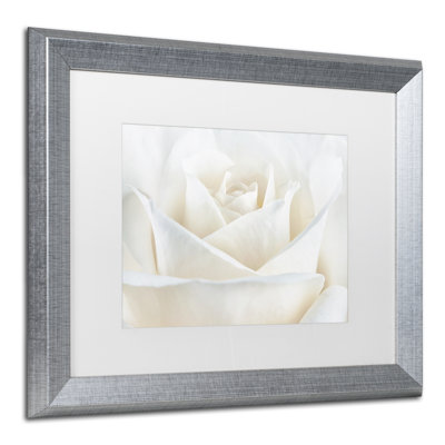 " Pure White Rose " by Cora Niele