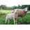 «Baby Lamb» par Jonathan Densford - photographie sur toile tendue