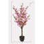 Cerisier ficus en pot