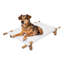 Lit pour chien surélevé 32 po Chester-860081800