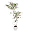 29cm Plant-601576295