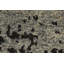 Tapis moderne abstrait 6 x 8