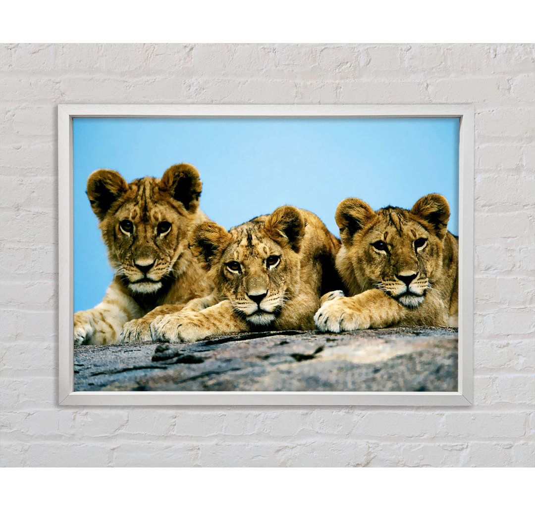 Lion Cub Trio - Einzelbildrahmen Kunstdrucke auf Leinwand