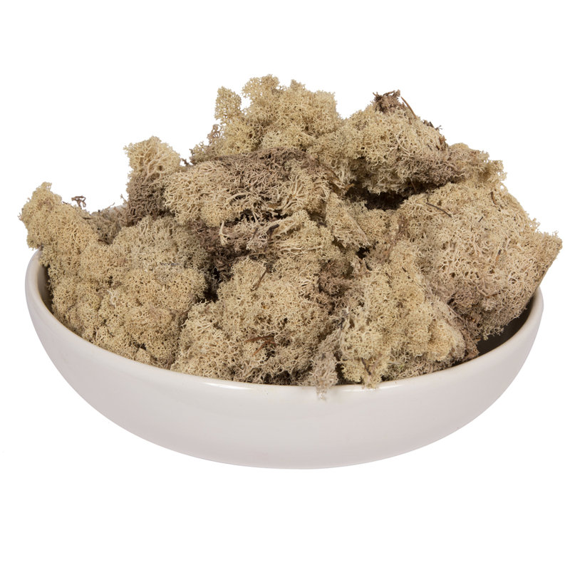 Mousse préservée, H 26,5 po x l 13 po x P 8,5 po, Beige